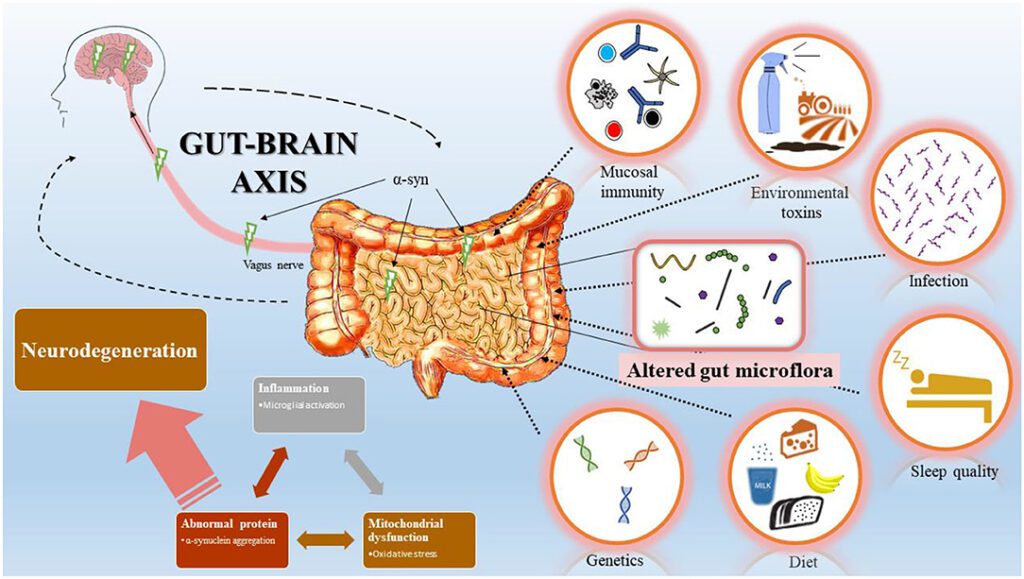 Unser Darmmikrobiom ist direkt verbunden mit dem Gehirn. Wikimedia commons, Chao Yin-Xia et. al., CC BY-SA 4.0