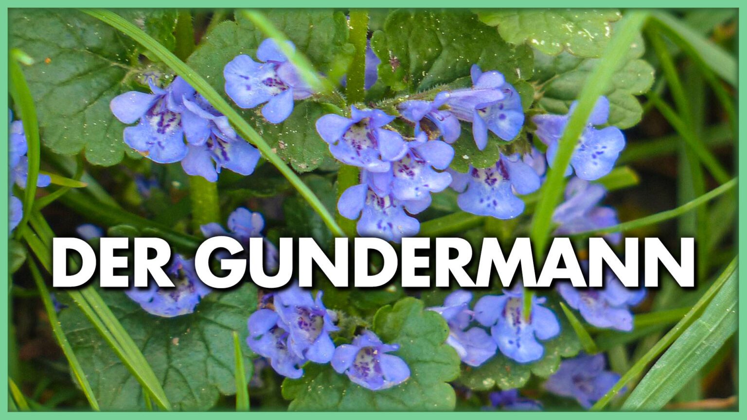 Der Gundermann die wertvolle Heilpflanze Welt Der Gesundheit